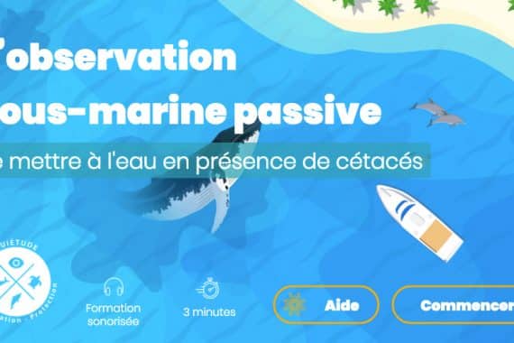 Observer et nager avec baleines et dauphins