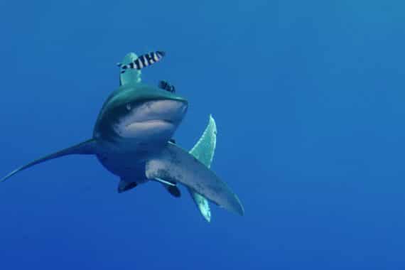 requin profondeur
