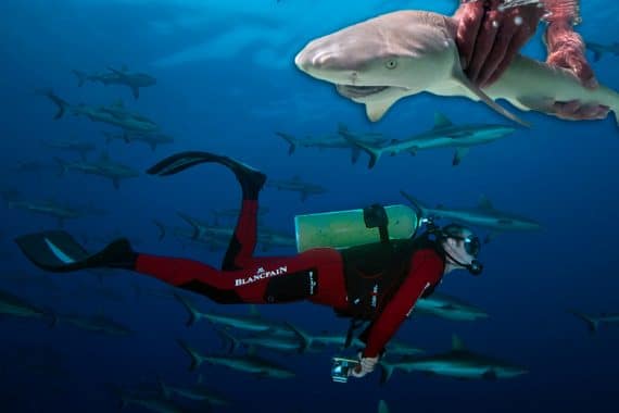 Cover podcast Johann Mourier requins