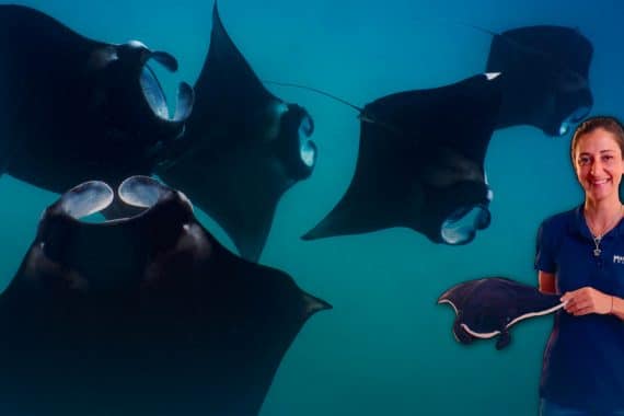 Alice Carpentier, Mantas de Polynésie